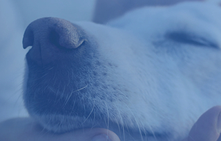Doggywiff: Alternative to dog kennels